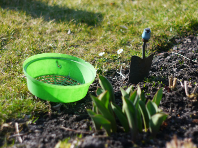 Avec le transplantoir plus d'excuses pour ne pas cultiver vos légumes