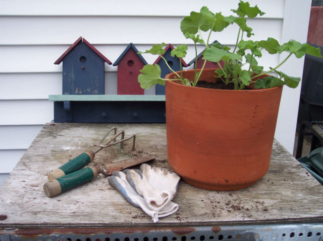 Quelques indispensables pour votre potager : gants, transplantoir et petit râteau