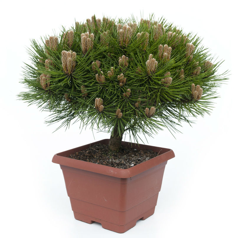 Шервуд компакт. Pinus nigra ' pygmaea '. Сосна черная pygmaea. Pinus nigra Marie Bregeon штамб. Сосна Горная Шервуд.