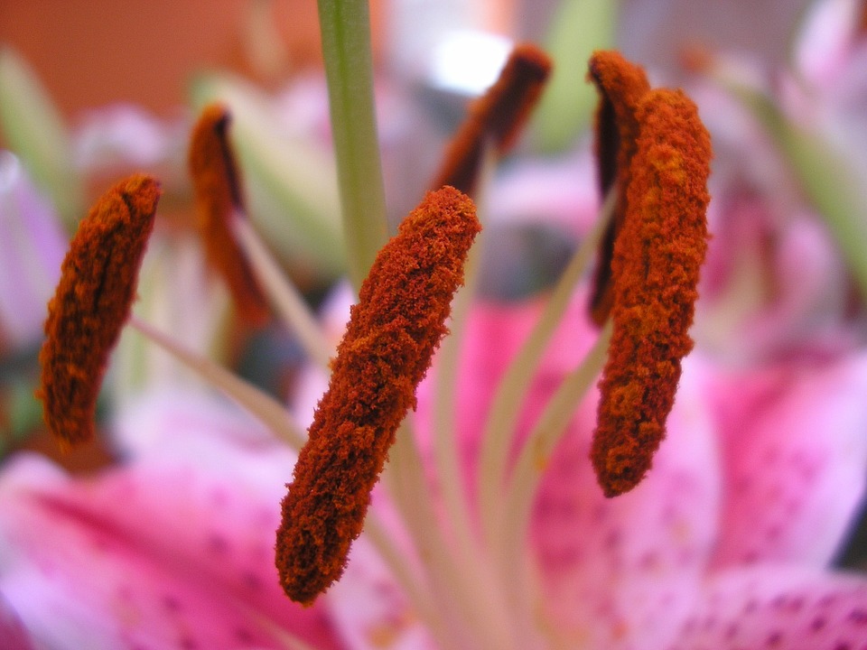 Plantes vivaces : achat et entretien