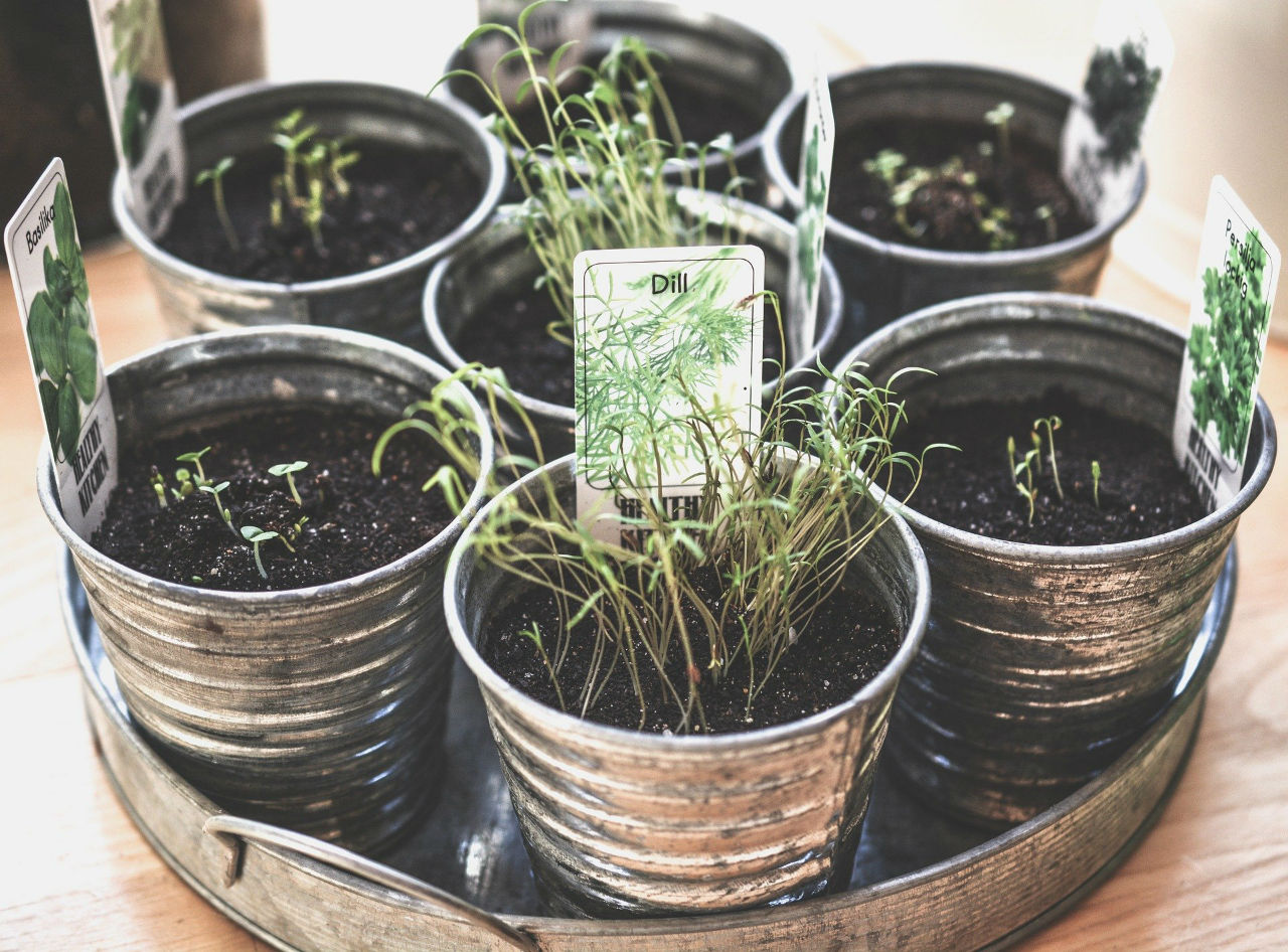 Plantes aromatiques et balcon sont-ils compatibles ?