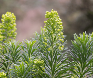 Euphorbe characias ssp. Wulfenii