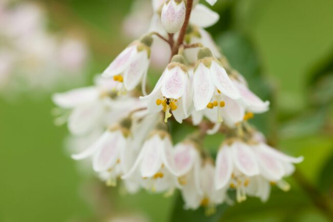 Les fleurs clochettes ne demandent pas beaucoup d'entretien