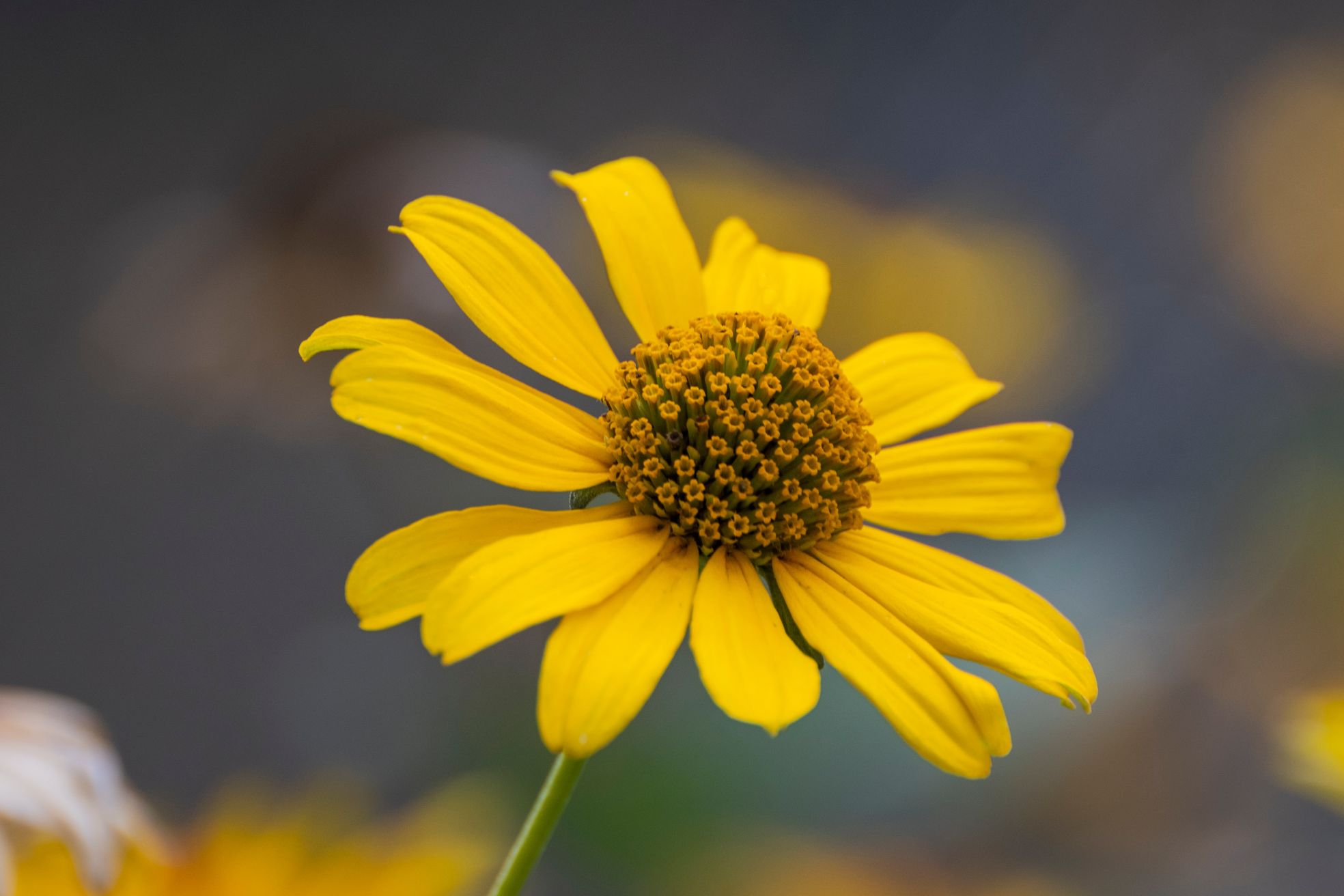 Quelles sont les plus belles plantes à fleurs jaunes pour votre extérieur ?