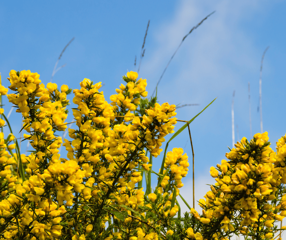 Fleurs jaune ajoncs