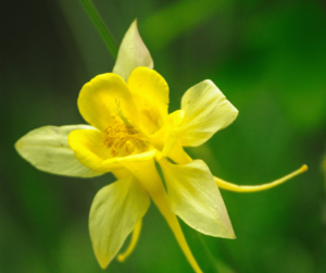 Fleurs ancolie jaune