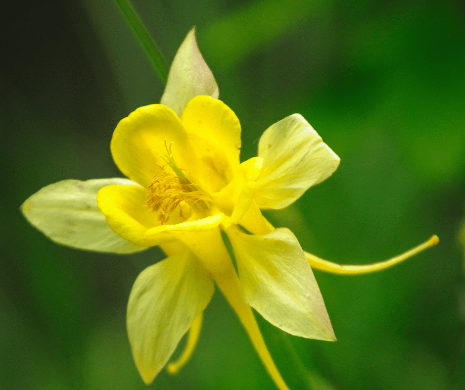 Fleurs ancolie jaune 