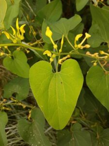 L’aristoloche clématite