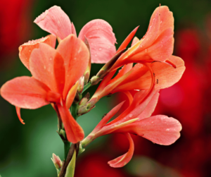 fleurs canna