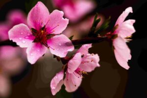 arbuste cerisier a fleurs
