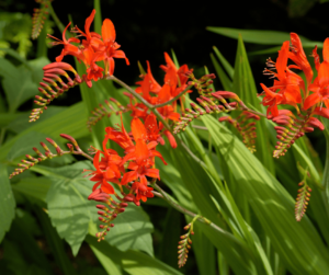 crocosmia