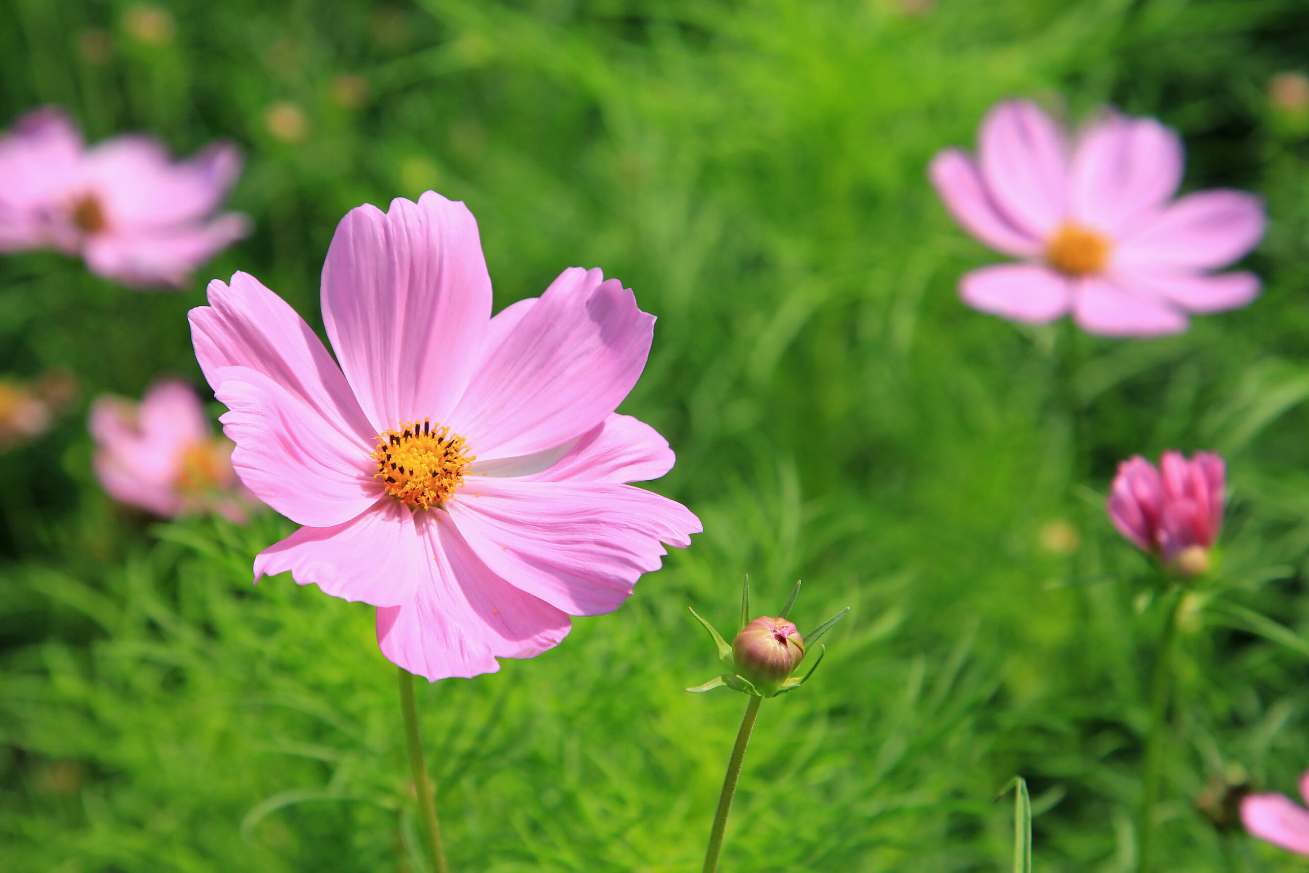 Comment cultiver et prendre soin des fleurs cosmos ?