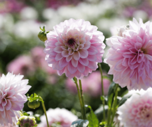 Fleurs dahlias