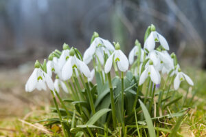 Fleurs d'hiver perce neige