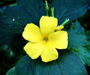 Fleur de lin jaune