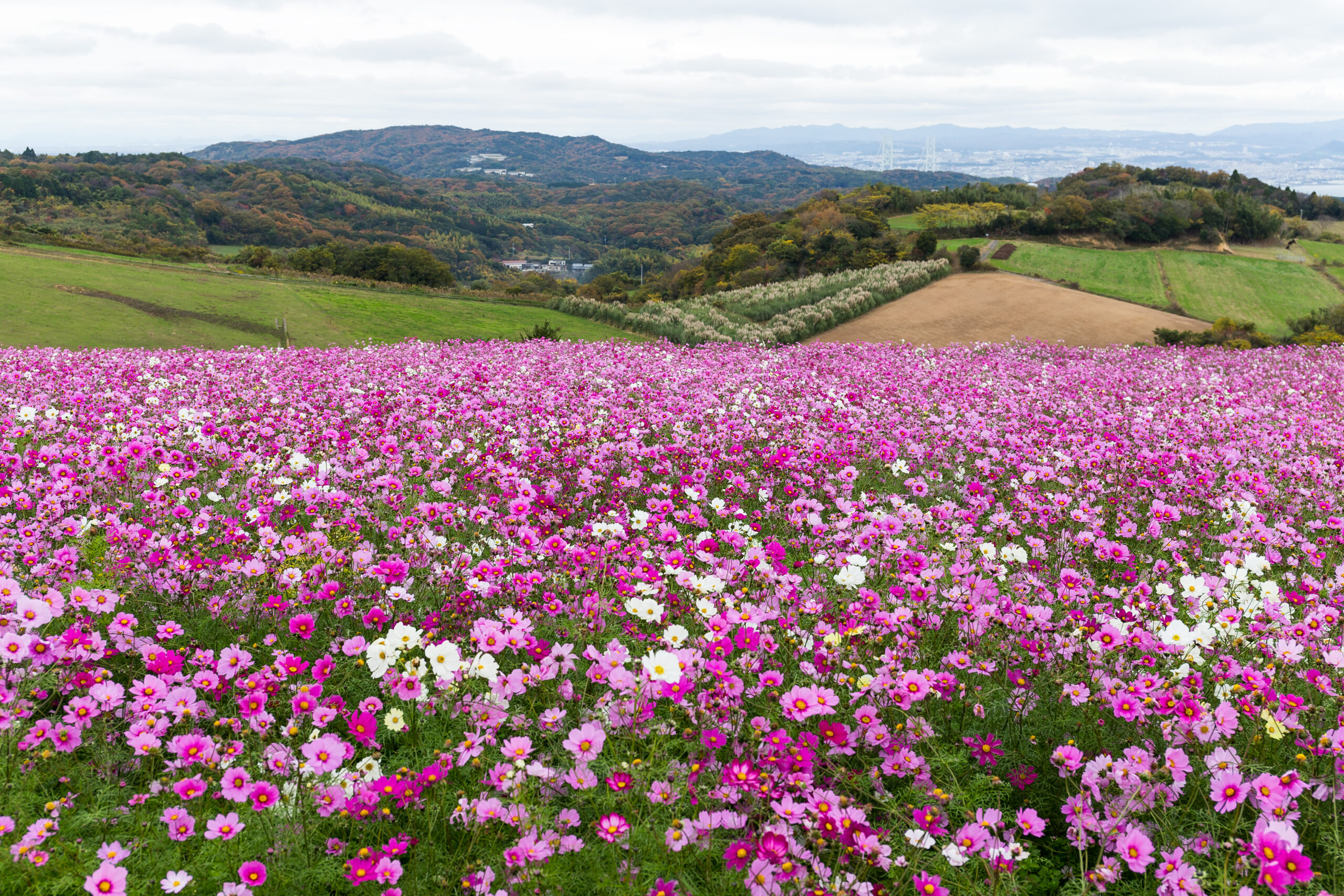 Fleurs d'automne