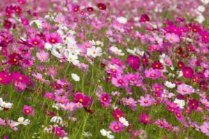 Fleurs du cosmos