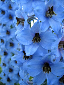 Fleurs delphinium