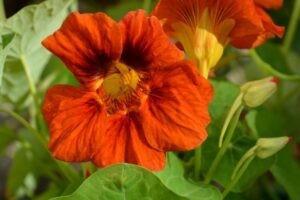 Fleurs d'été capucine