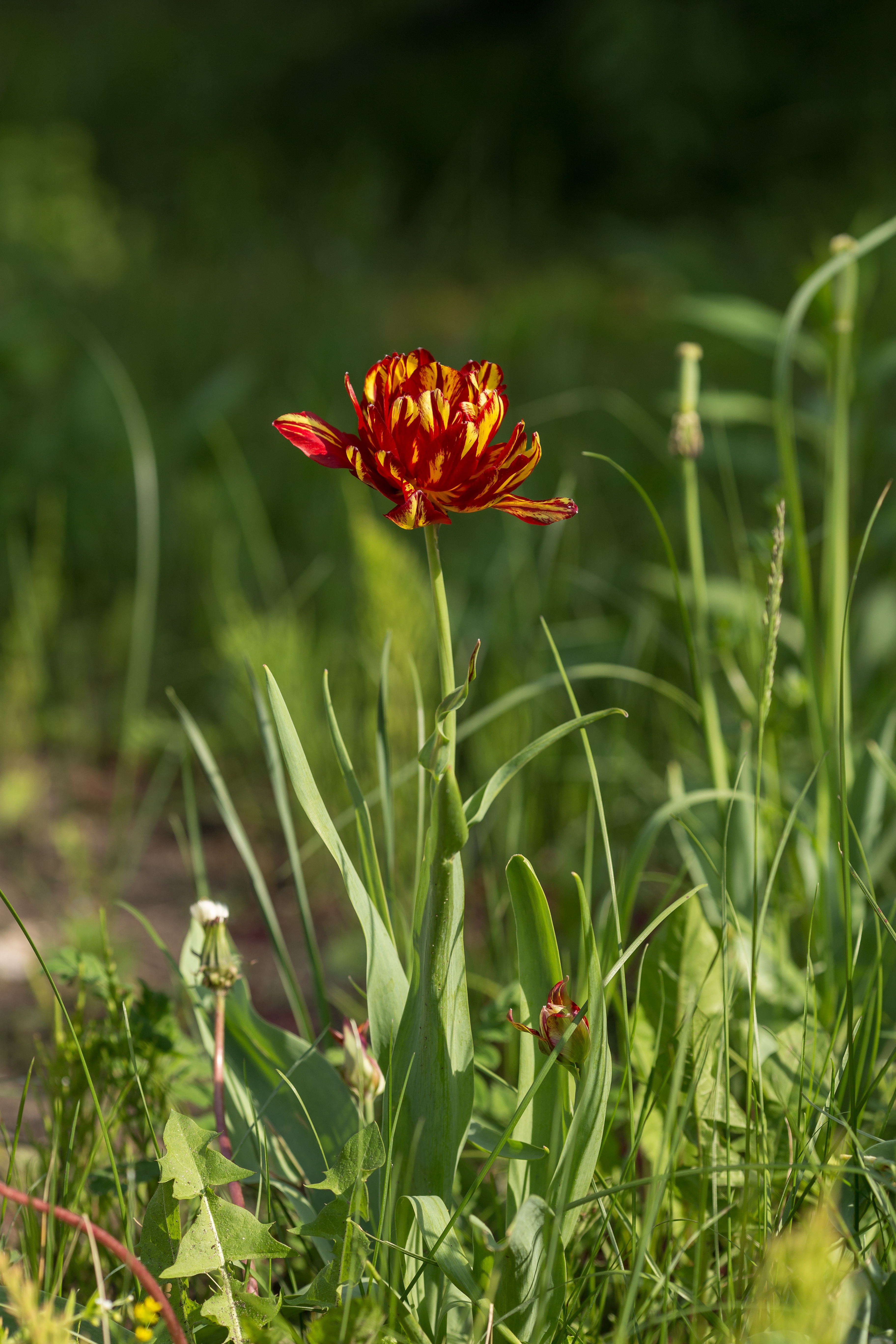 fleurs-printemps-tulipes