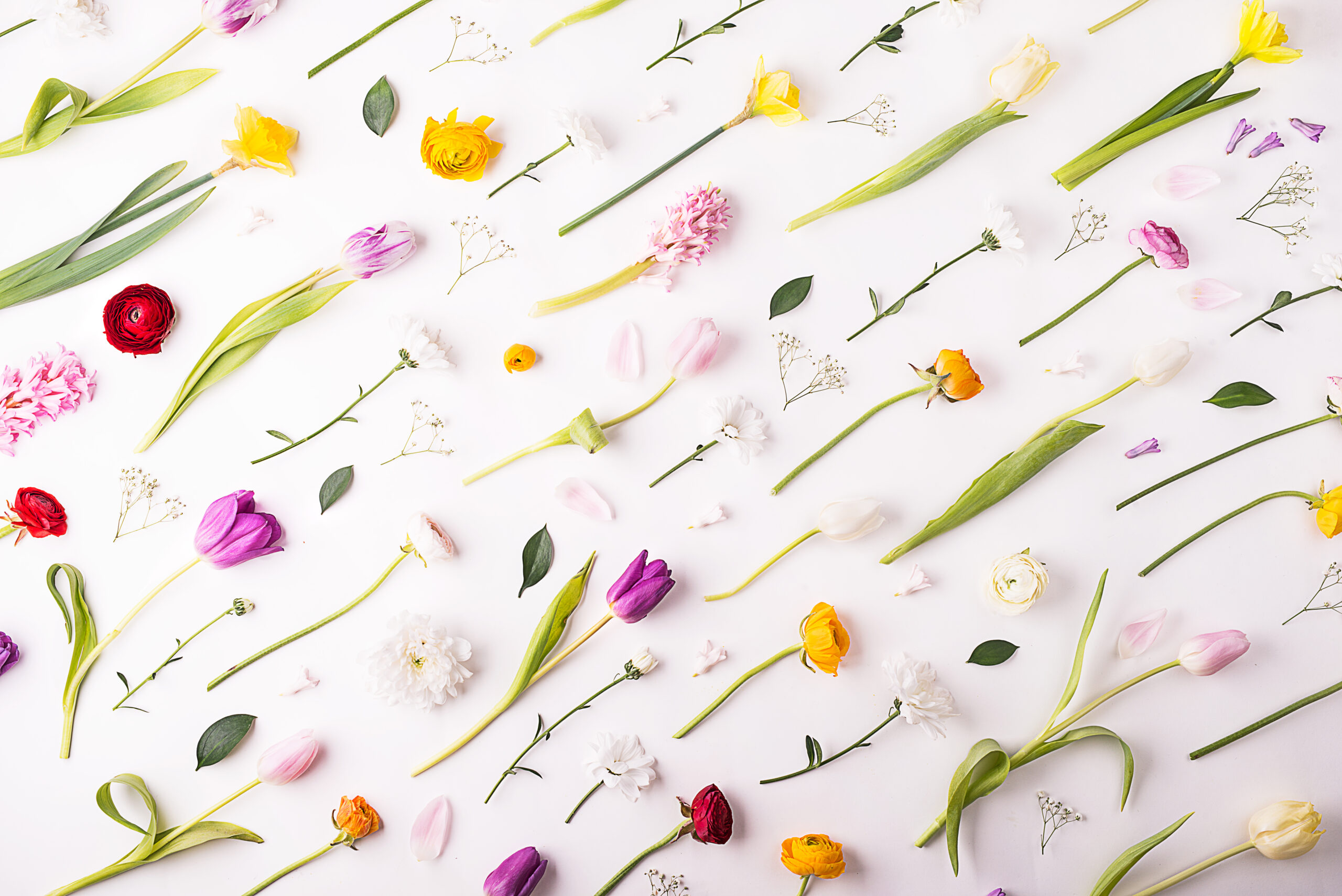 Quelles fleurs de saison (printemps, été, automne, hiver) ?