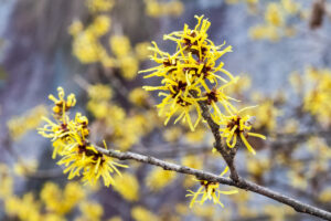 Fleurs hamamélis hiver