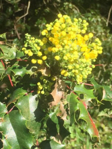 Mahonia exotique