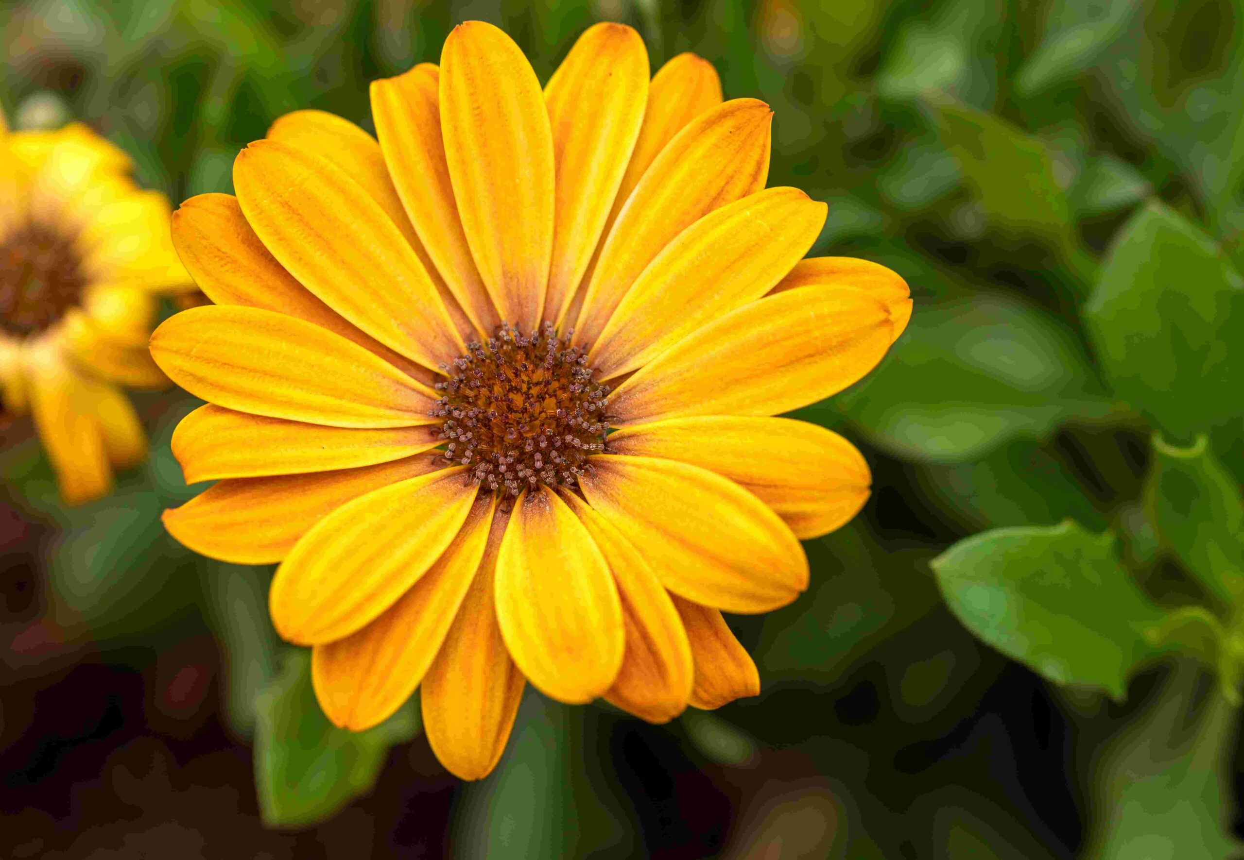 Les plus somptueuses variétés de fleurs jaunes vivaces