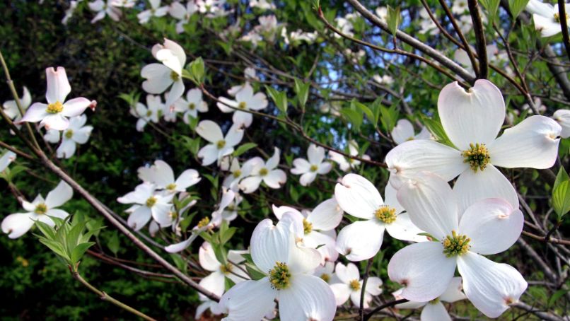 Quel arbuste à fleurs pour votre prochaine plantation ?