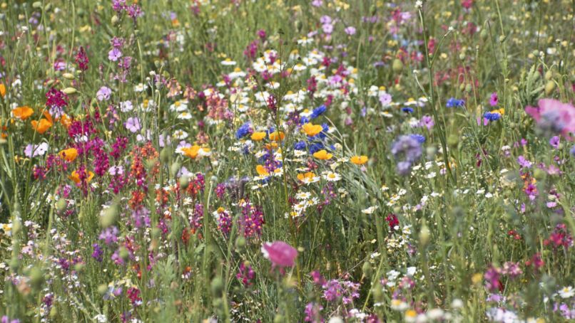 Peut-on cultiver les fleurs sauvages ?