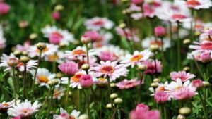 Fleurs de marguerites