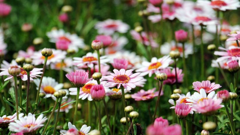 Plantation et entretien des fleurs de marguerite