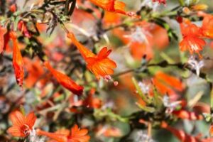 Fushia arbustif