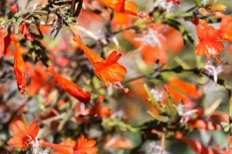 Quelles sont les fleurs vivaces longue floraison à adopter ?