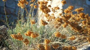 Immortelle de Corse