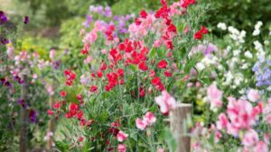 Fleurs anuelles