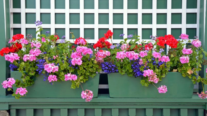 Quelles fleurs pour jardinières choisir ?