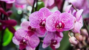 Orchidées roses en fleurs