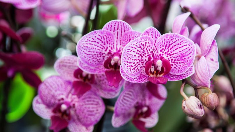 Pourquoi votre fleur d’orchidée ne peut pas fleurir ?