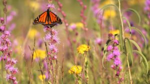 Papillon sur une fleur