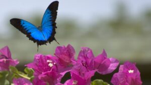 Papillon dans un jardin