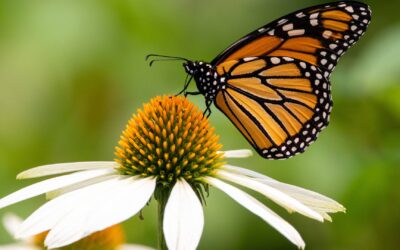 Les meilleures fleurs pour attirer les papillons dans votre jardin