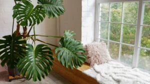 Plante en décoration