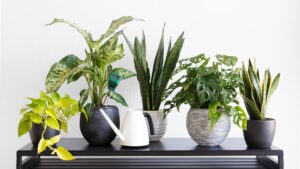 Plante intérieur