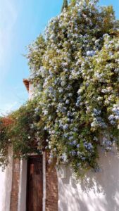 mur vegetal artificiel