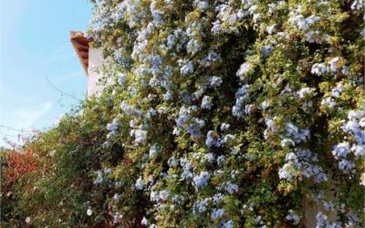 Feuillage artificiel pour bardage ou mur végétal : une vraie tendance ?